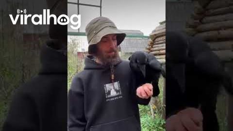 Man Feeds Pet Raven an Egg || ViralHog