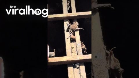 Bats Roost Among Wooden Roof Beams || ViralHog