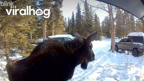 Moose at the Front Door || ViralHog