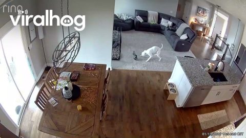 Boxer Dog Whips Shoe In Circles || ViralHog