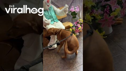 Dog Meets Easter Bunny for the First Time || ViralHog
