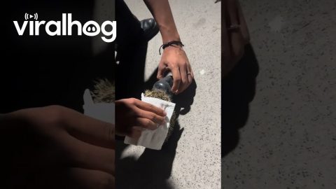 Hedgehog Rescued After Getting Head Stuck in a Jar || ViralHog