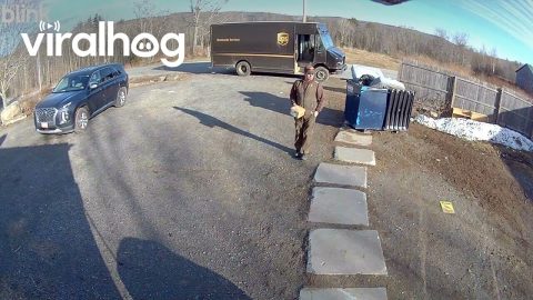Papa the Guard Goose Bravely Defends the Farm From the UPS Driver || ViralHog