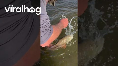Have You Ever Caught One Fish at the Same Time? || ViralHog
