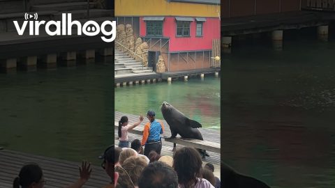 Cheeky Seagull Steals the Show and the Fish From the Sea Lion || ViralHog