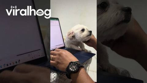 Cute Dog Asks Working Dad for Attention || ViralHog