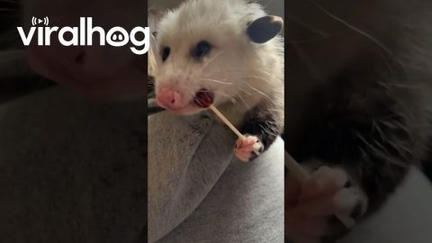 Sweet Norton Enjoying a Sucker || ViralHog