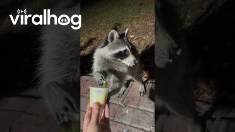 Raccoon's Finger Licking Good Pudding Cup || ViralHog