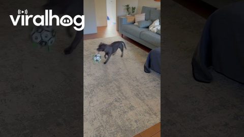 Huey’s Bucking Zoomies || ViralHog