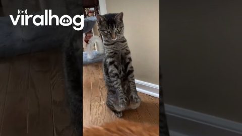 Cat Stretches Like a Human || ViralHog