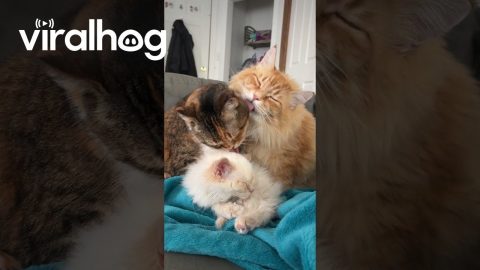 Adorable Cats With Their New Kitten || ViralHog