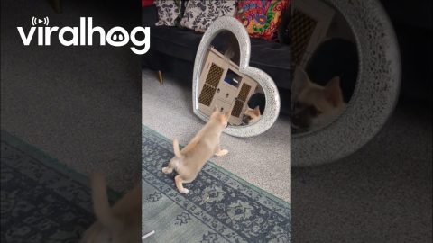 Cute Puppy's First Time Seeing Himself || ViralHog