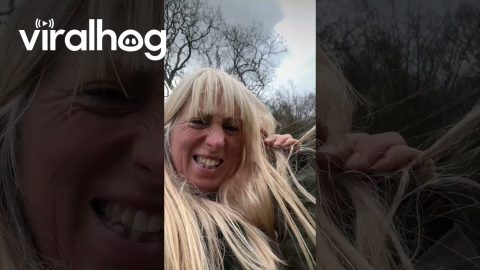 Goat Munches Woman's Hair || ViralHog
