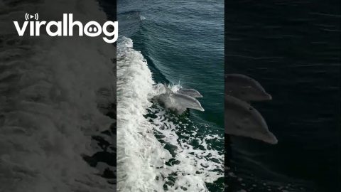 Mama and Young Dolphins Follow Cruise Ship || ViralHog