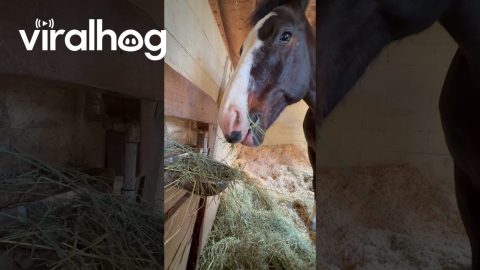 Horse Keeps Dipping Hay In Water Bowl || ViralHog