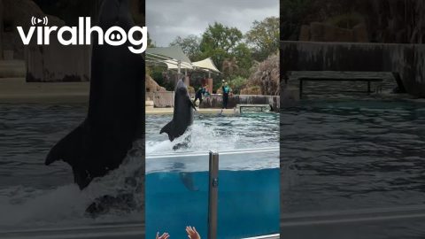 Gerald the Dolphin Putting on a Show || ViralHog