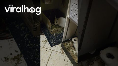 Mom Finds Hidden Rabbits In Bathroom Closet || ViralHog