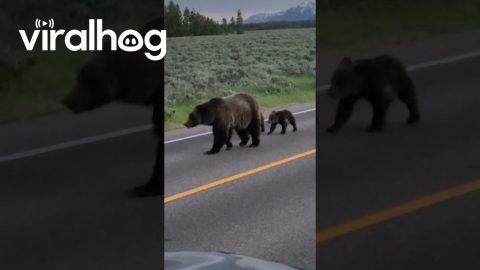 Triplet Grizzly Bear Cubs In Grand Teton || ViralHog