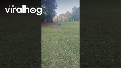 Mini-Dachshund Zoomies Into Wipeout || ViralHog