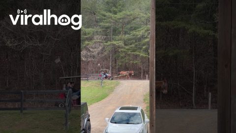 Mule-drawn golf cart in Appalachia || ViralHog