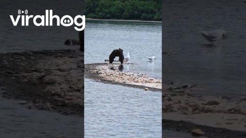Un-Bear-Ably Cute Wrestling Match Between Siblings || ViralHog