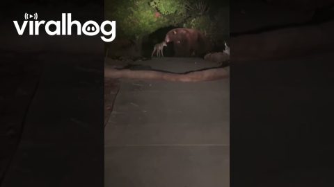 Friendly Bear Spotted With Coyote In Rare Encounter || ViralHog