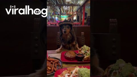 Dachshund on a Dinner Date || ViralHog