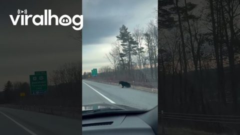 Black Bear Scoots Backwards Under Guardrail || ViralHog