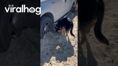 Dog Tries To Rebury Sandy Tires And Extend Beach Day || ViralHog