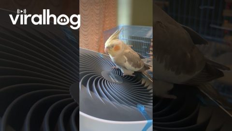 Relaxing Breeze Soothes Cockatiel in a Hot Summer Day || ViralHog