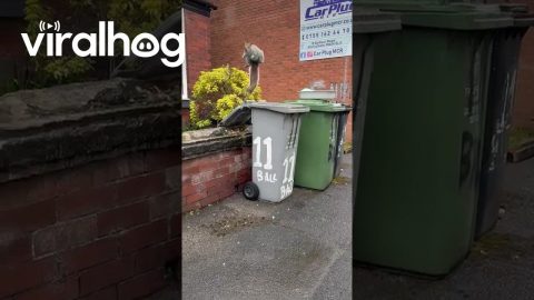 Squirrel Comes Flying Out Of Garbage Bin || ViralHog
