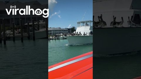 The Pelican Cruise Line || ViralHog