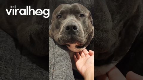 Zeus Is Triggered but His Neck Fat Is Irresistible || ViralHog