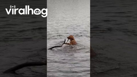 Stubborn Dog Tries to Drag Whole Tree Out of Water || ViralHog