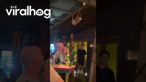 Sloth Entering the Restaurant || ViralHog