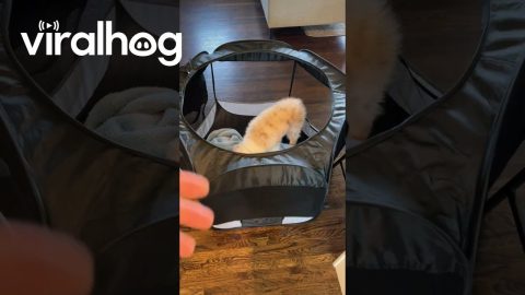 Playpen Doesn't Contain Adventurous Aussie Pup || ViralHog
