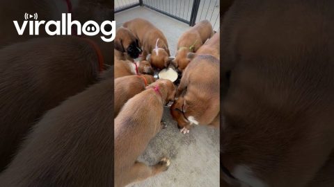 Boxer Puppy Flips for Puppy Mush || ViralHog