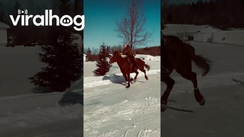 Snowboarder Pulled By Horse Practices for Skijoring Competition || ViralHog