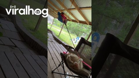Cat Gently Swings Baby on Back Porch || ViralHog