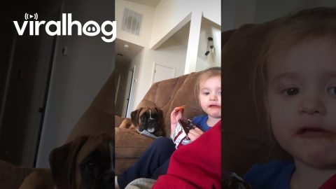 Boy Shares Chips With Boxer Puppy || ViralHog