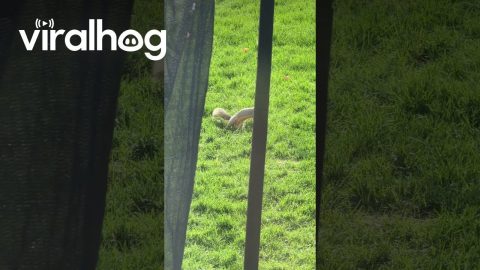 Squirrel Crashes Easter Egg Hunt and Steals Coveted Golden Egg || ViralHog