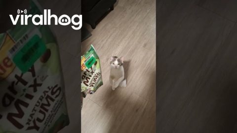 Sassy The Cat Sweetly Begs For Treats || ViralHog