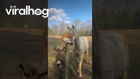 Barn Besties || ViralHog