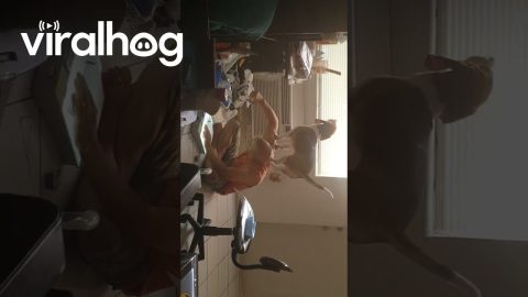 Beagle Balances on Owner's Shoulders || ViralHog