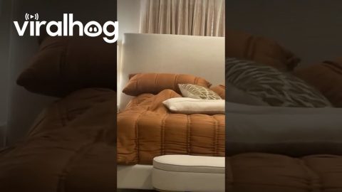 Dog Burrows Under Warm Blankets || ViralHog