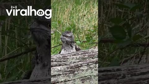 Little Fella's Been Watching Me || ViralHog