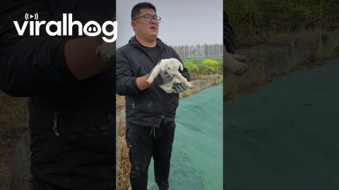 Mother Goat Runs Across Field to Return to Her Baby || ViralHog