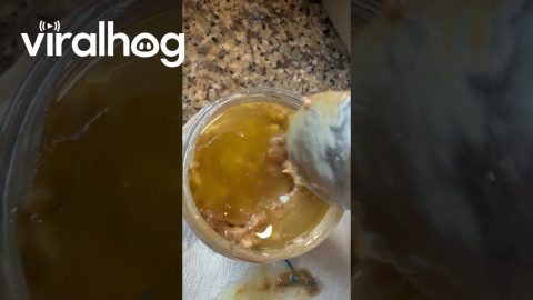 Blue Plastic Found in Peanut Butter || ViralHog