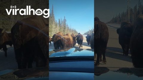 Bison Herd Hogging the Road || ViralHog
