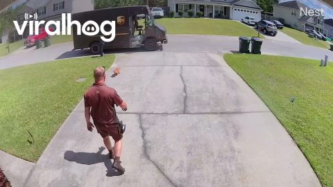 Tiny Dog Tries to Join UPS Delivery Driver Mid-Route || ViralHog